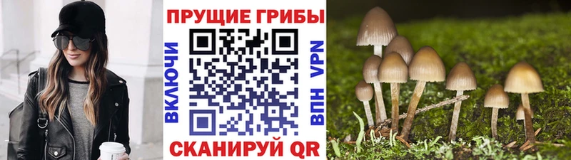 цена   Южа  площадка клад  Псилоцибиновые грибы GOLDEN TEACHER 